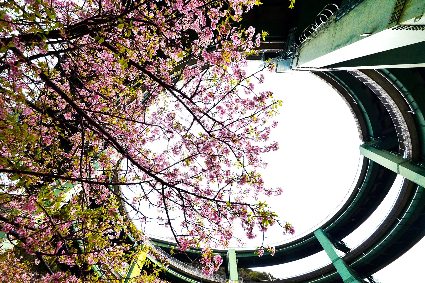 新しい桜の名所