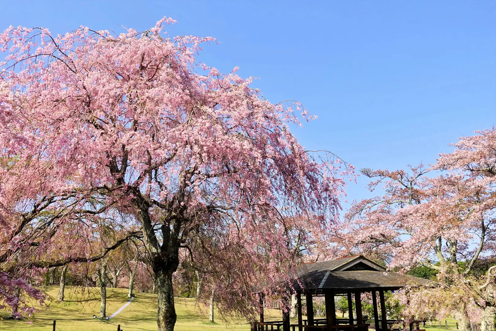 園内の桜