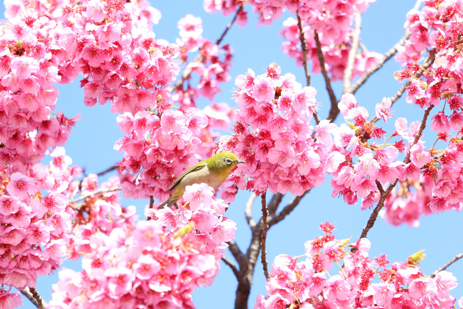 寒緋桜