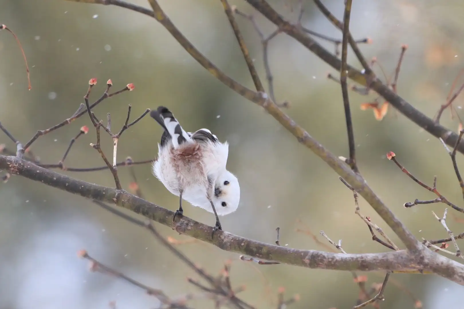 雪のなかのシマエナガ