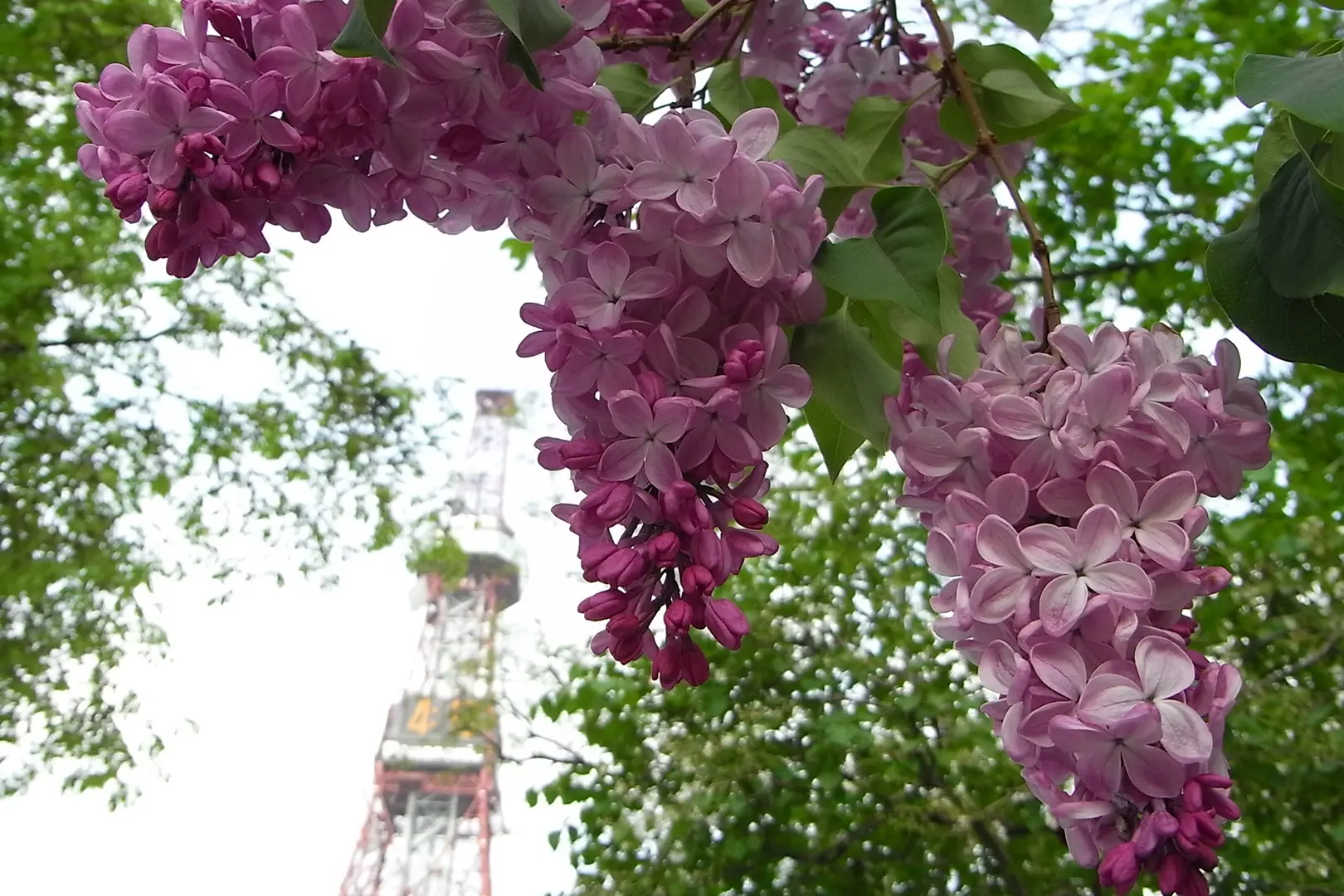 大通公園