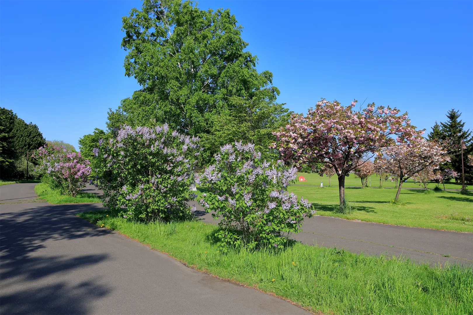 前田森林公園
