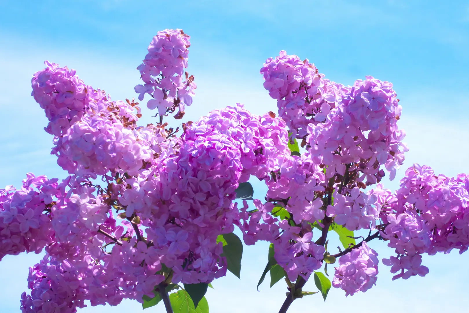 ライラックの開花時期