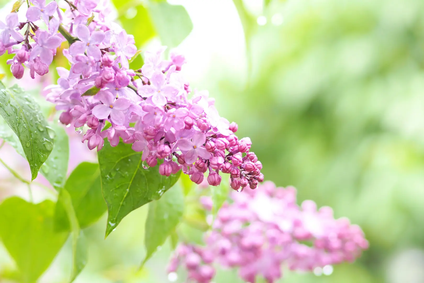 ライラックの花言葉