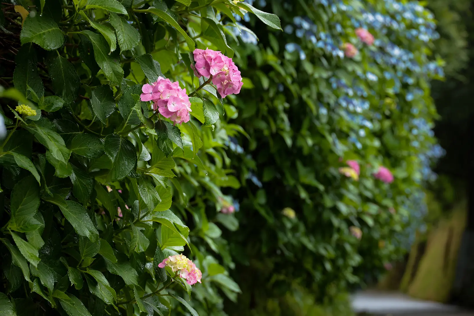 亀ヶ谷坂切通し