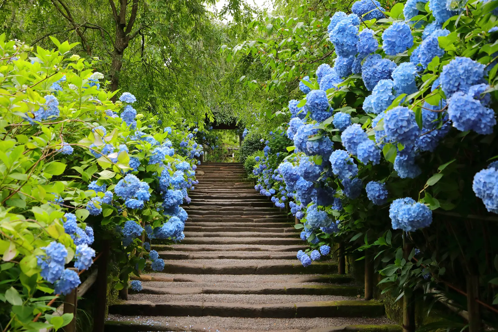 明月院（あじさい寺）