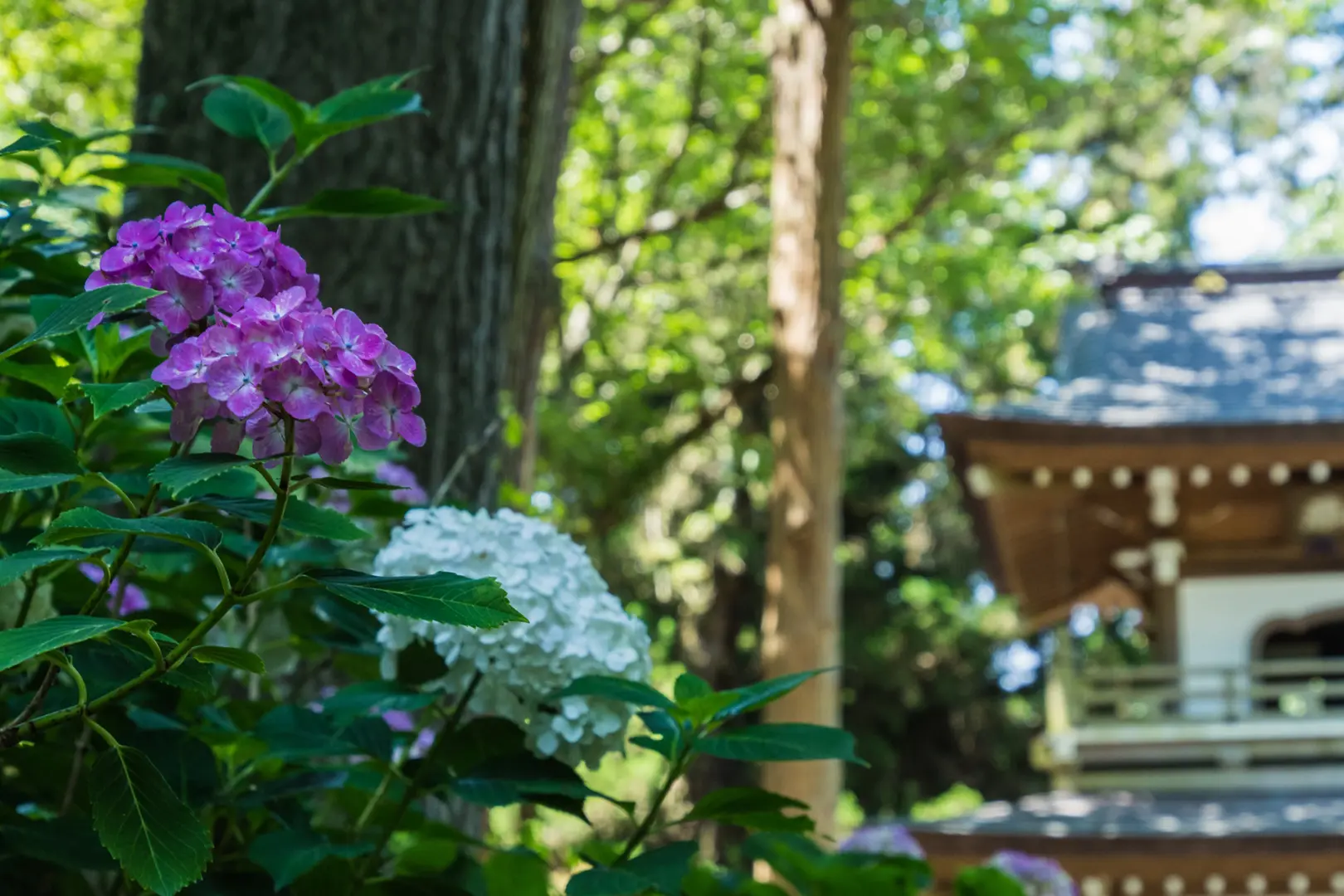 浄智寺