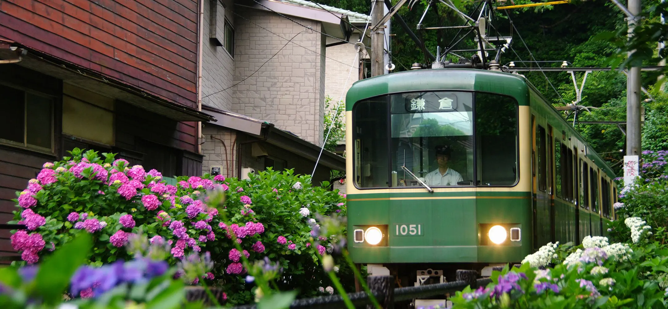 江ノ電とあじさい