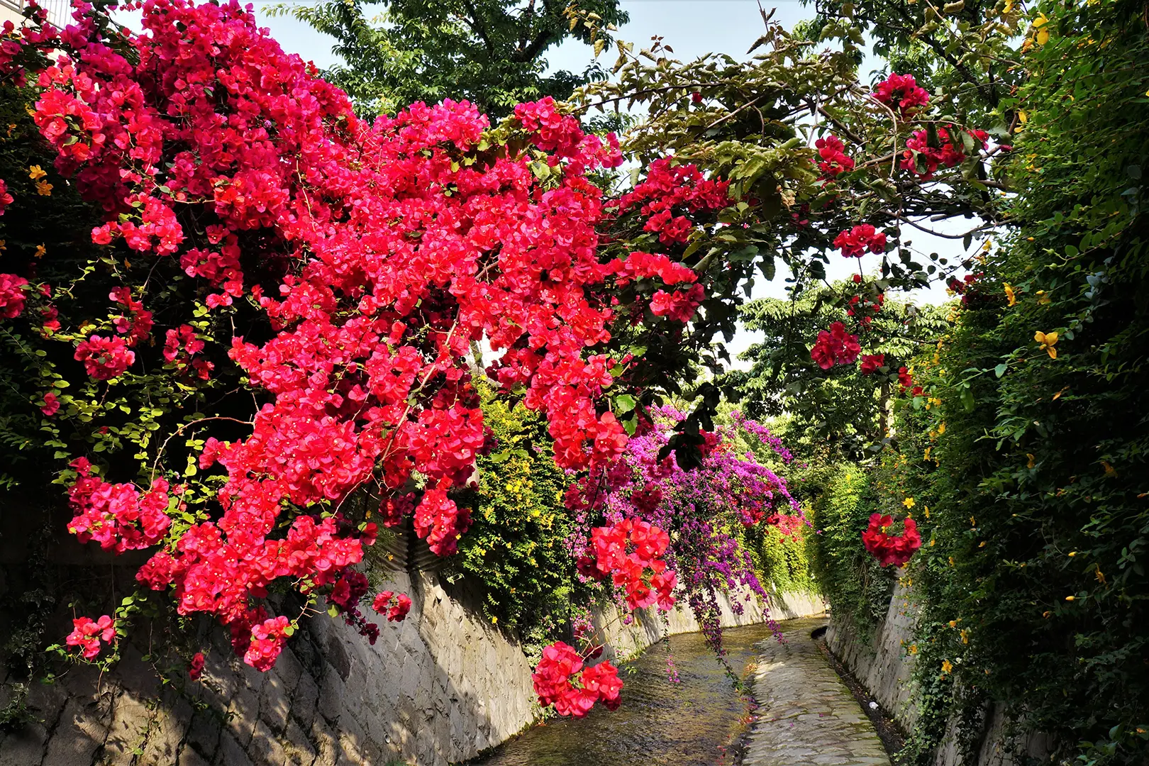 糸川遊歩道
