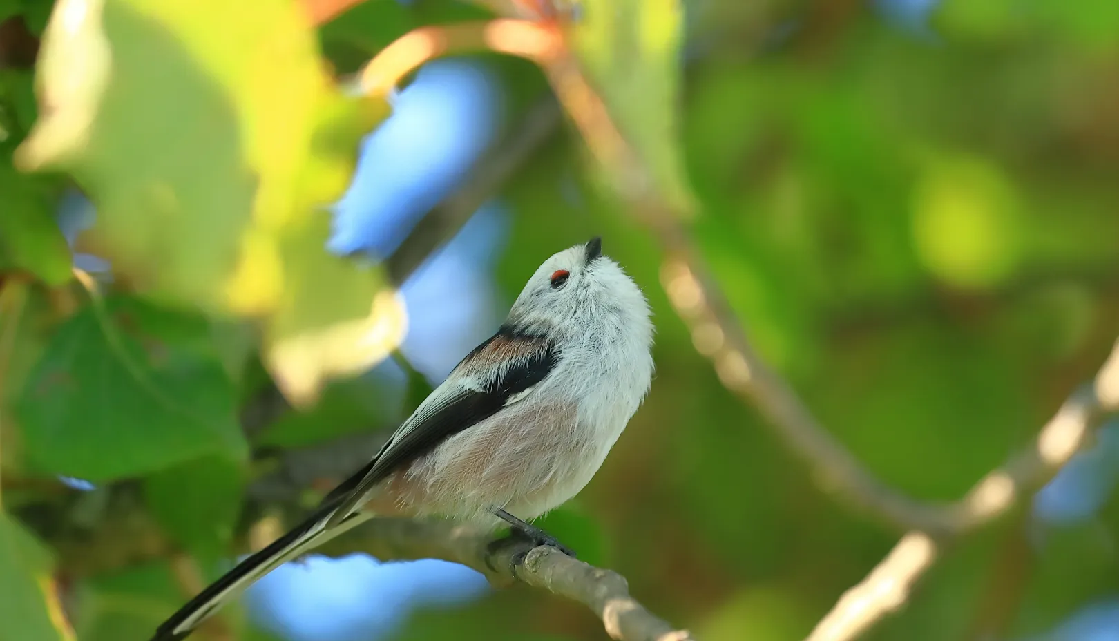夏の姿も真っ白でふわふわなのですか？