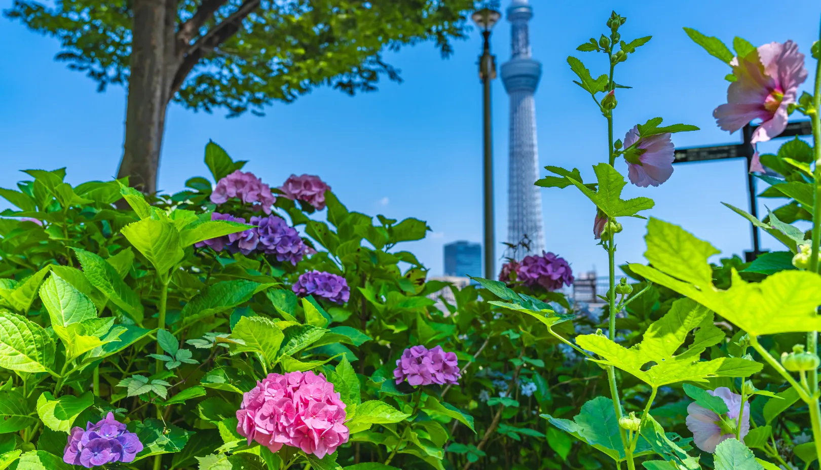 PIXTAより「台東区立隅田公園」
