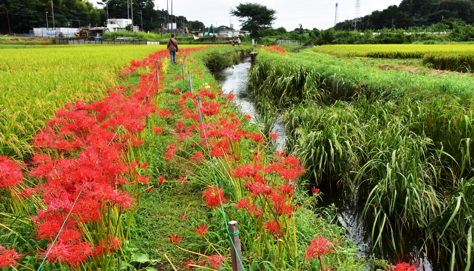 PIXTAより「小出川沿いを真紅に染める彼岸花が続く秋の散策スポット」