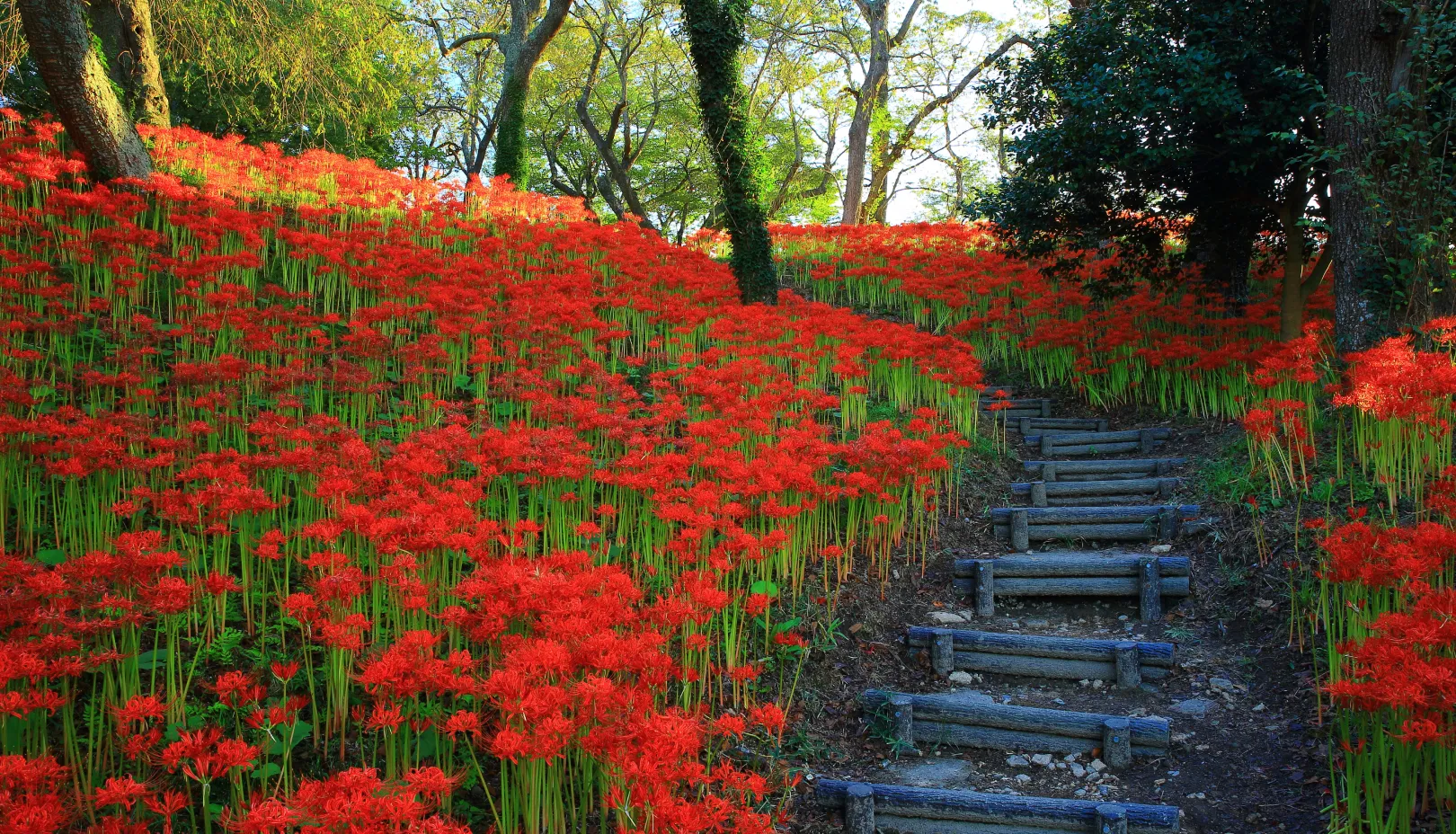 PIXTAより「羽黒山公園の斜面一面に咲き誇る彼岸花の群生」