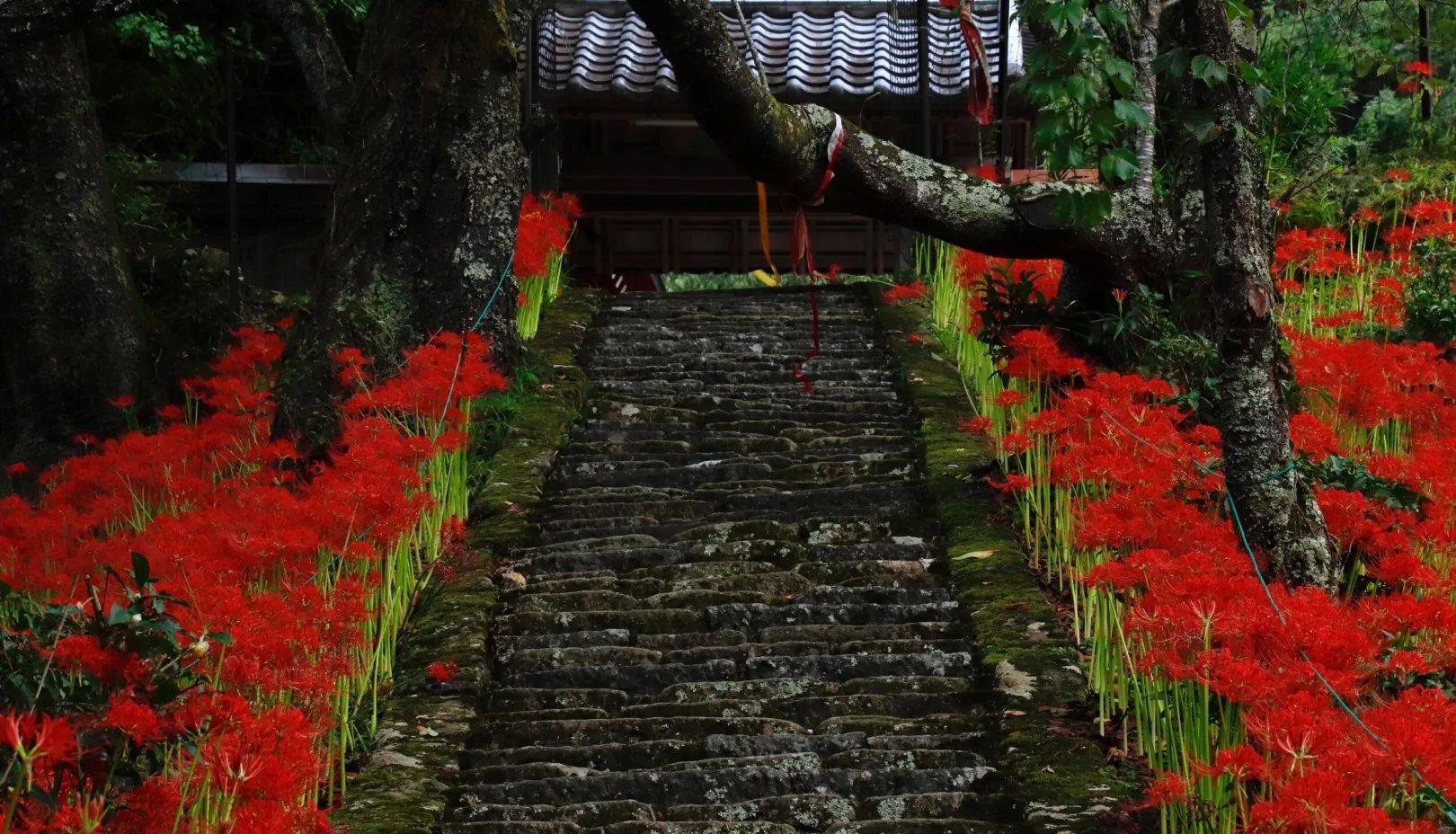 PIXTAより「樹齢約900年の桜と彼岸花で知られる仏隆寺の秋景色」