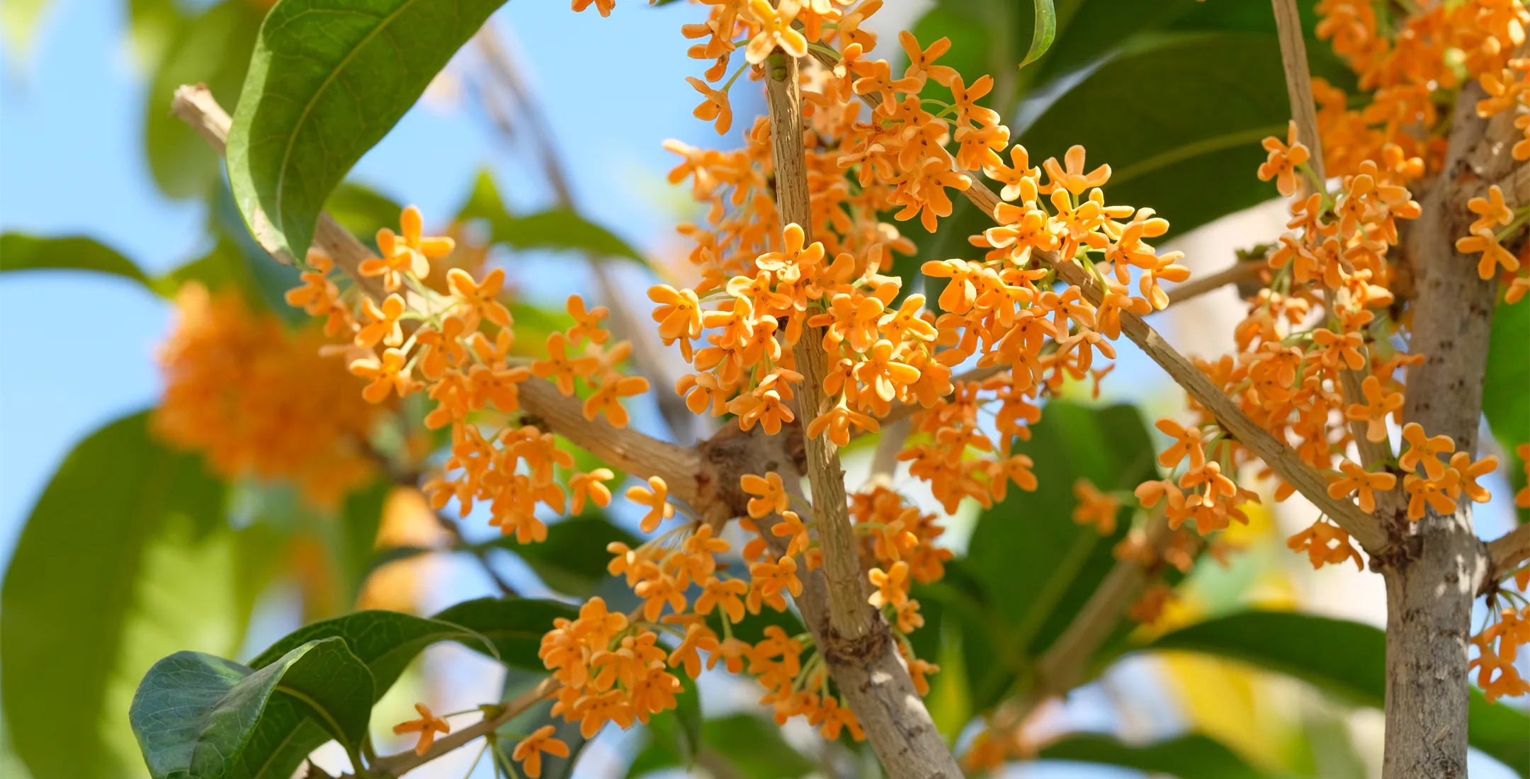PIXTAより「秋空の下、鮮やかなオレンジ色の花を咲かせる金木犀」