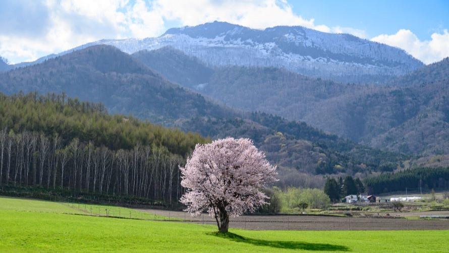 上御料の一本桜