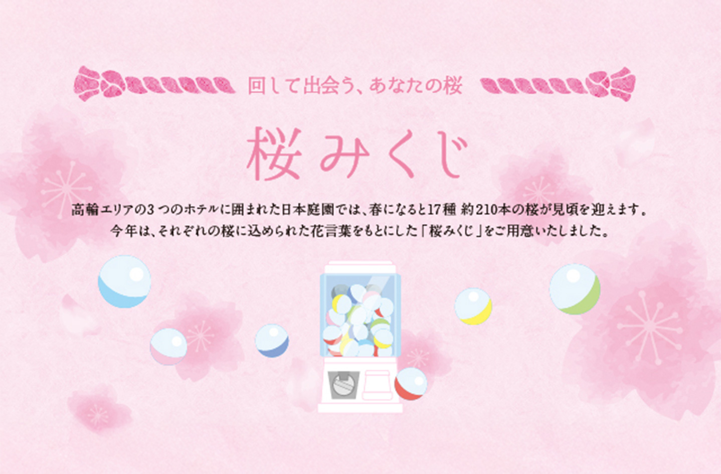 桜おみくじ