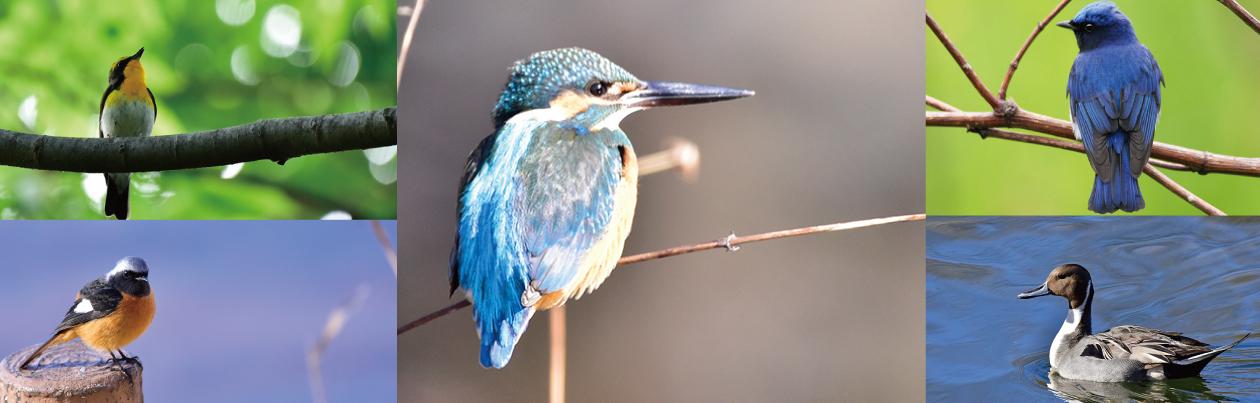 birds