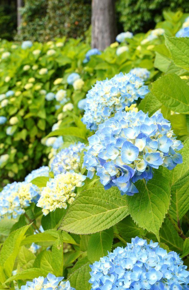 ザ・プリンス 箱根芦ノ湖